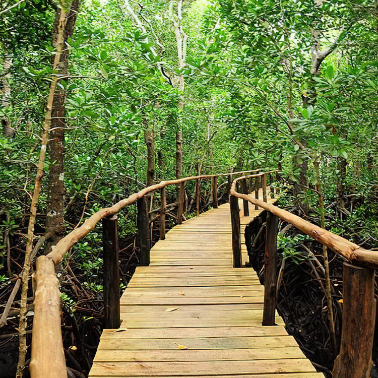 Jozani Forest