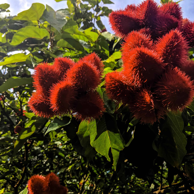 Spice Farm