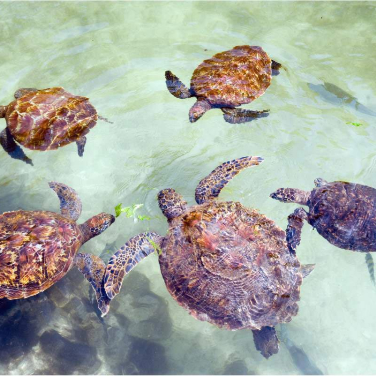 Turtles Aquarium
